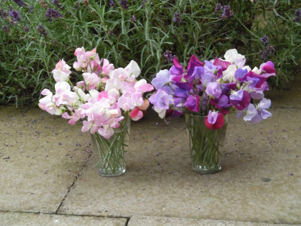 Homegrown sweet peas ready for Burnbrae Holiday cottages