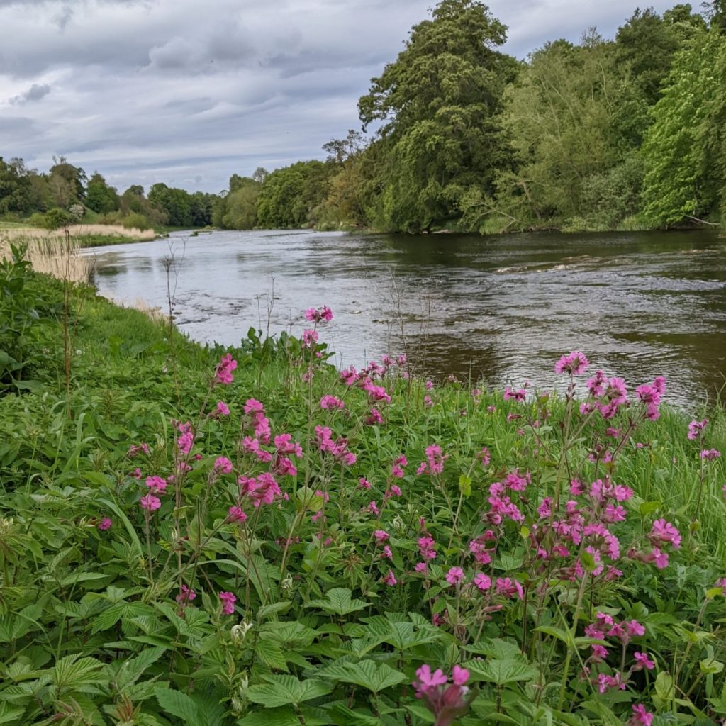 River Teviot