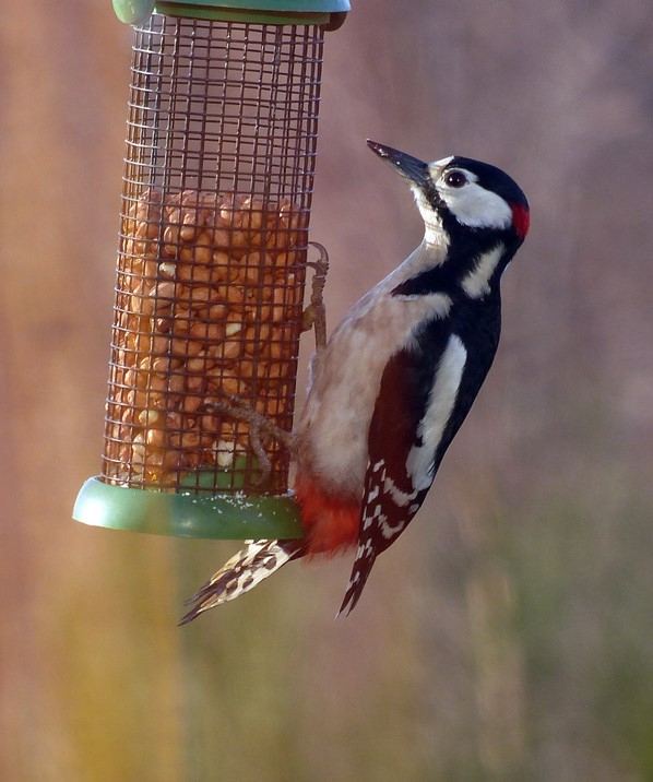 A wood pecker on a feeder at Burnbrae Holiday Cottages 