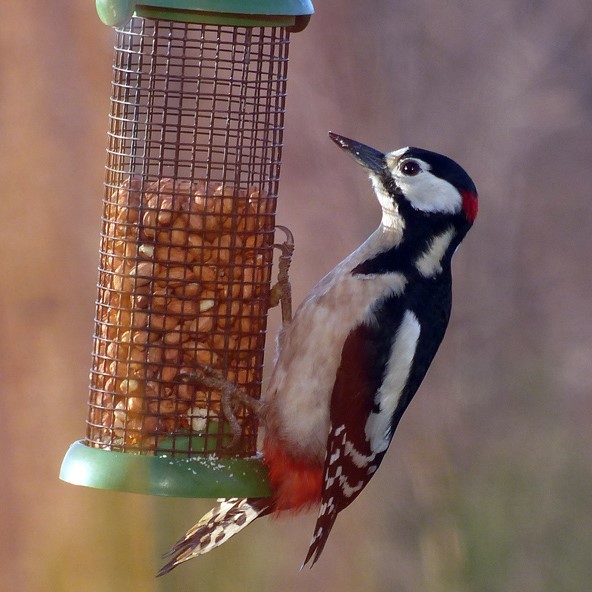 Woodpeckers regularly visit our bird feeding stations