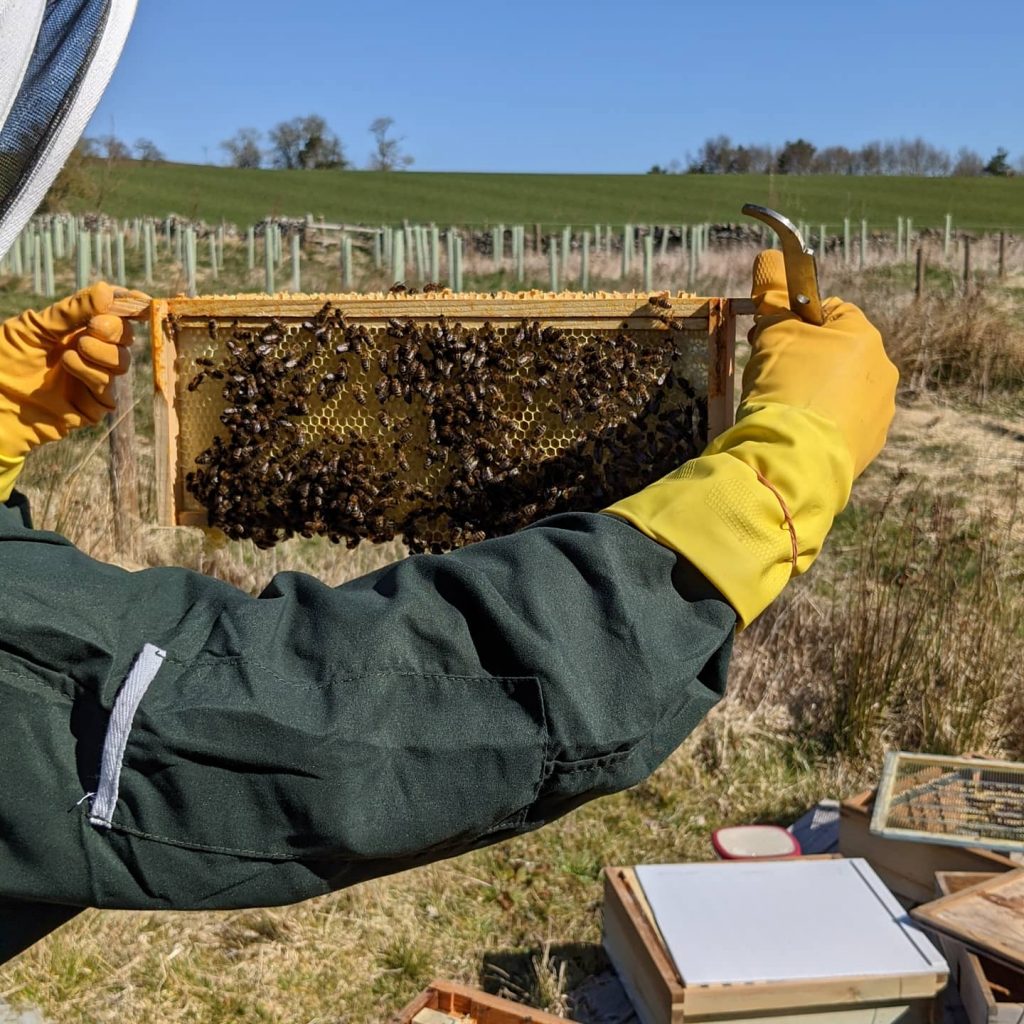 An arm holding up a frame of honey with many bees on it.