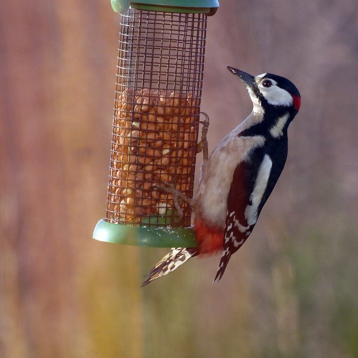 Spotted woodpecker on peanut feeder at Burnbrae eco-friendly holiday cottages
