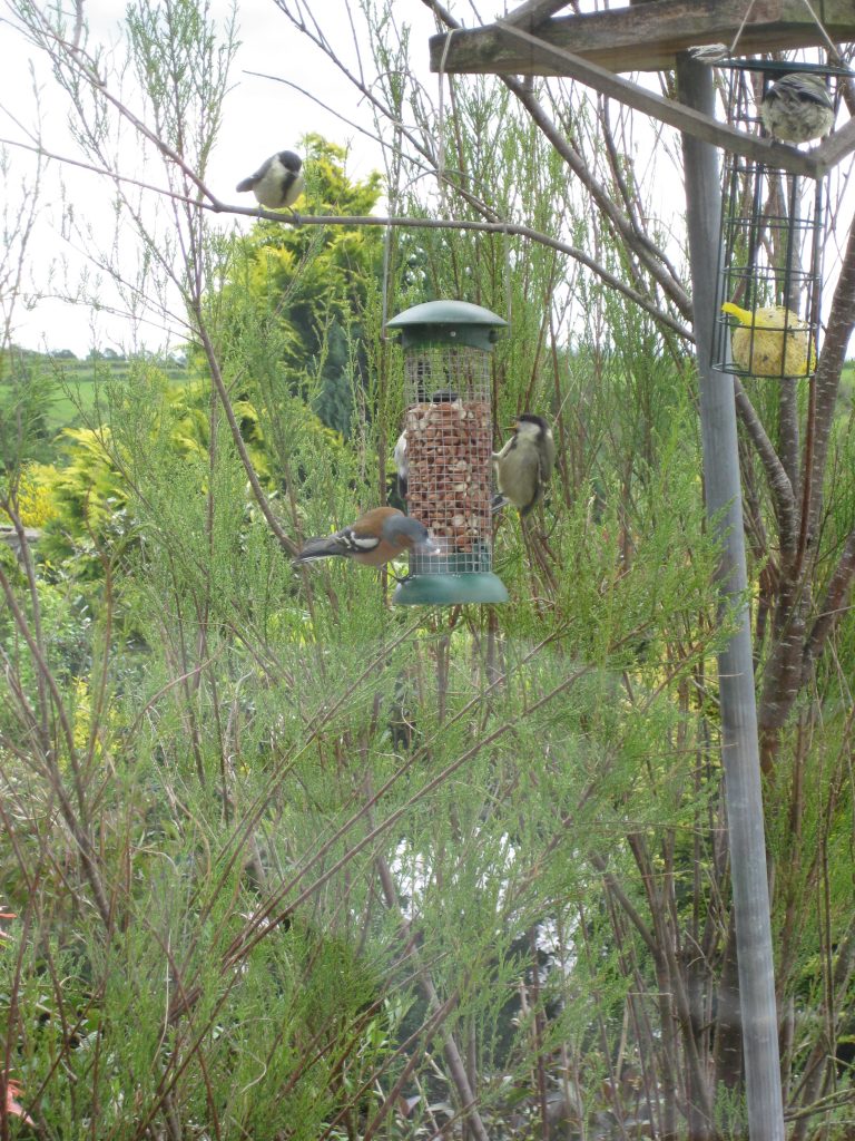 Many birds on a bird feeder at Burnbrae Holidays