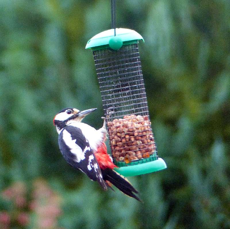 Our resident woodpecker visits the bird feeders at Burnbrae Holidays