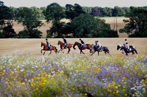 Horses being ridden across a field with wild flowers in the foreground.