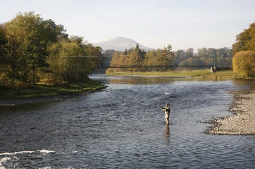 Angler fishing for late season salmon on the River Tweed near Dryburgh, Scottish Borders