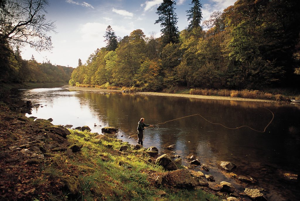 LOOKING OVER TO A FISHERMAN FLY FISHING FOR SALMON ON THE RAVENSWOOD BEAT OF THE RIVER TWEED NEAR BEMERSYDE, SCOTTISH BORDERS.       